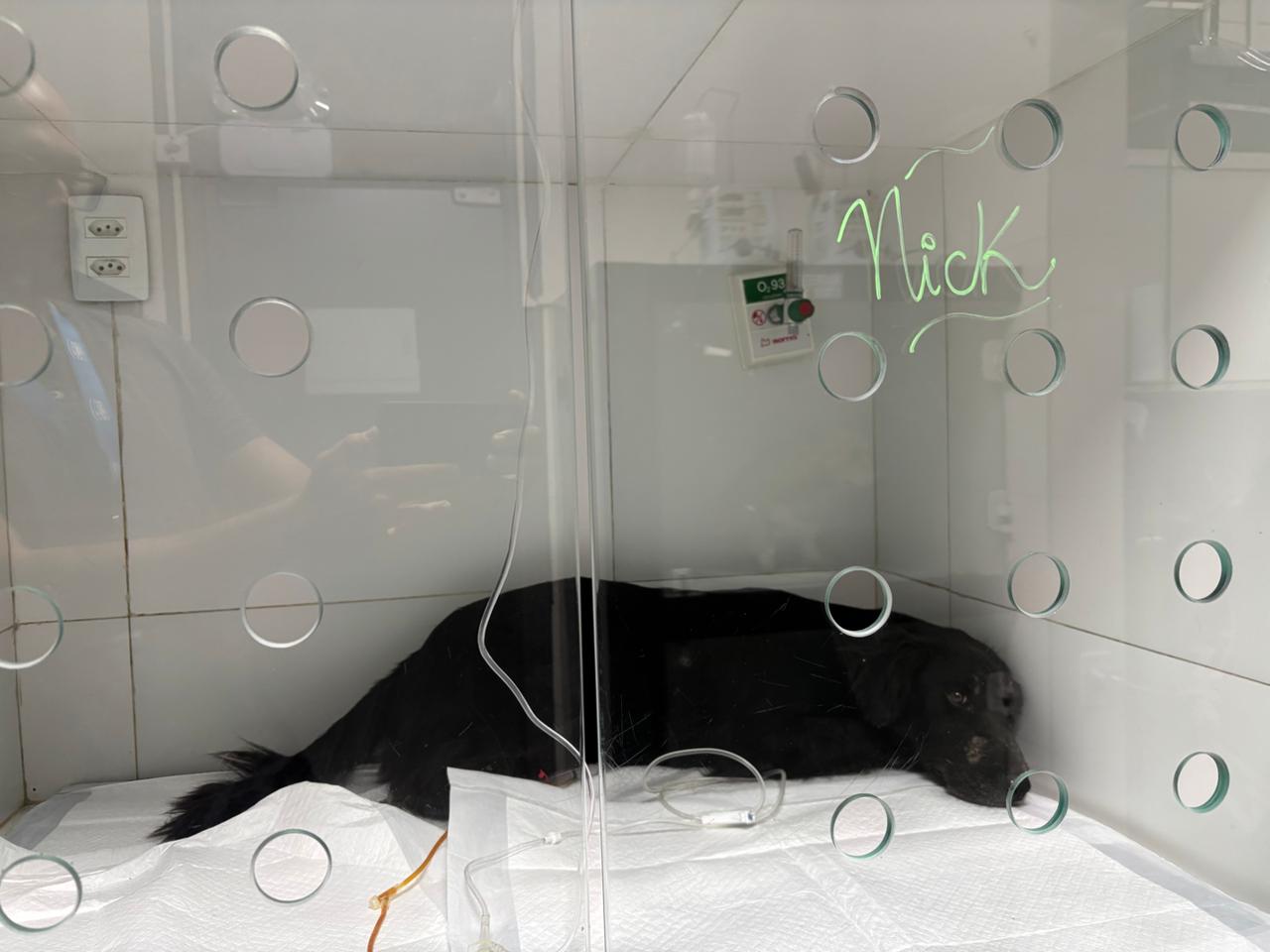 Cachorro Nick