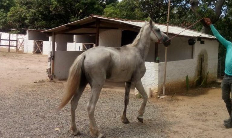 cavalo1