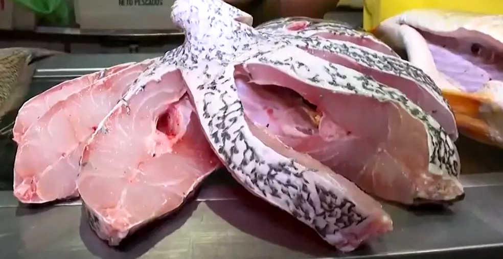 Corvina_1