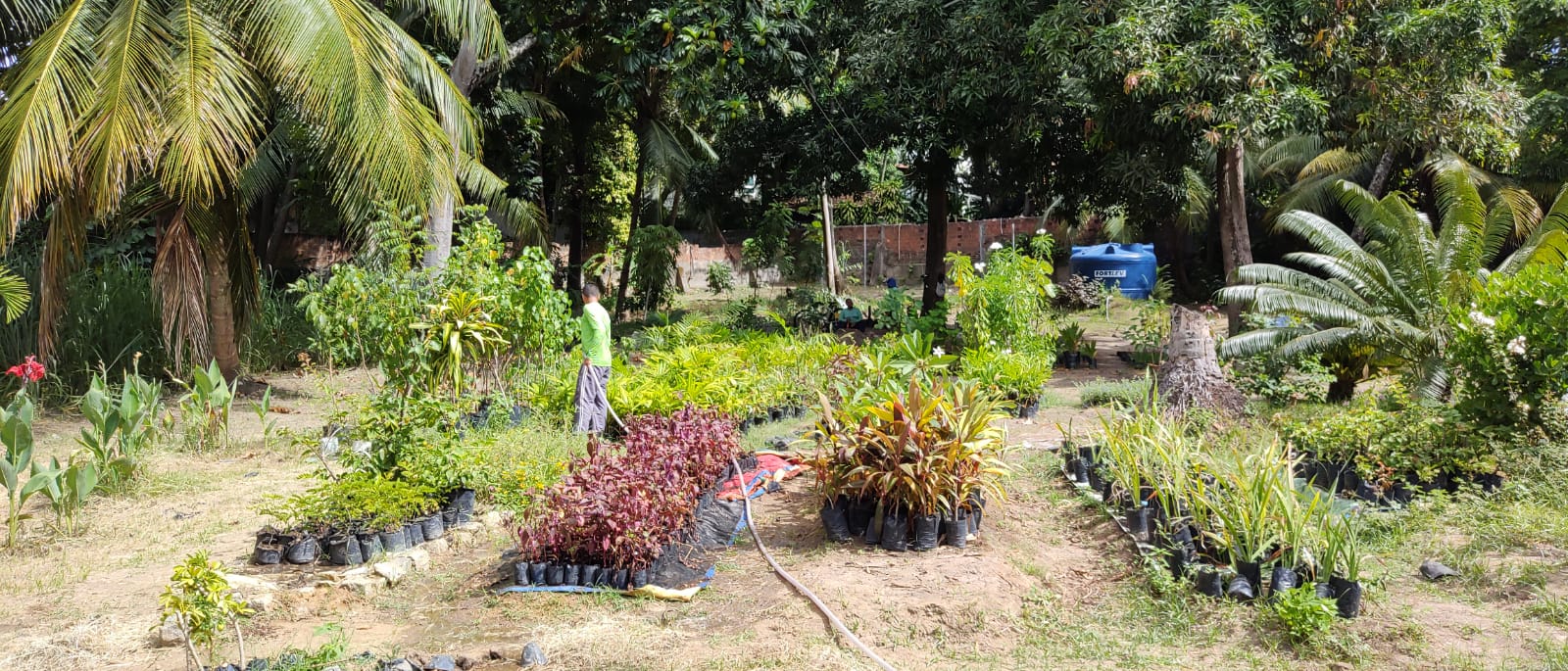 planta2