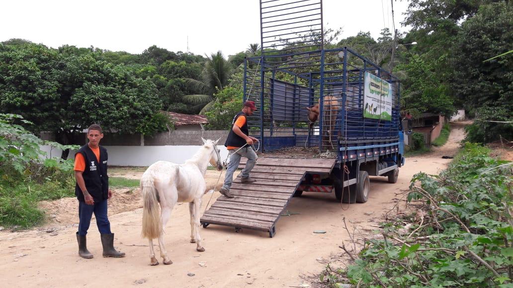CAVALO 3