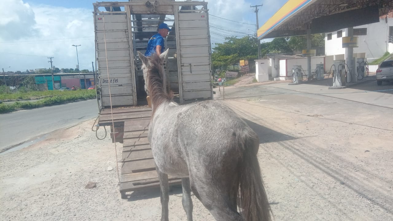 APREENSÃO DE ANIMAIS DE GRANDE PORTE EM OLINDA_1