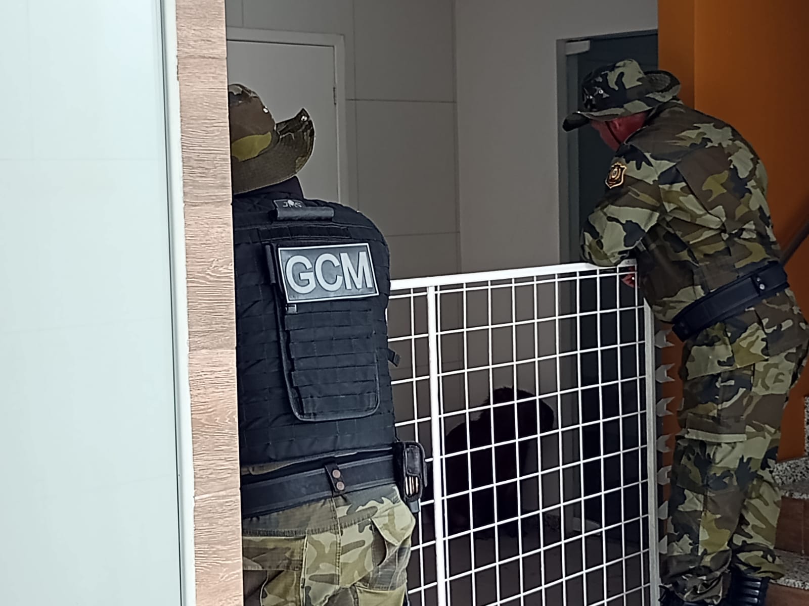 GACO 2