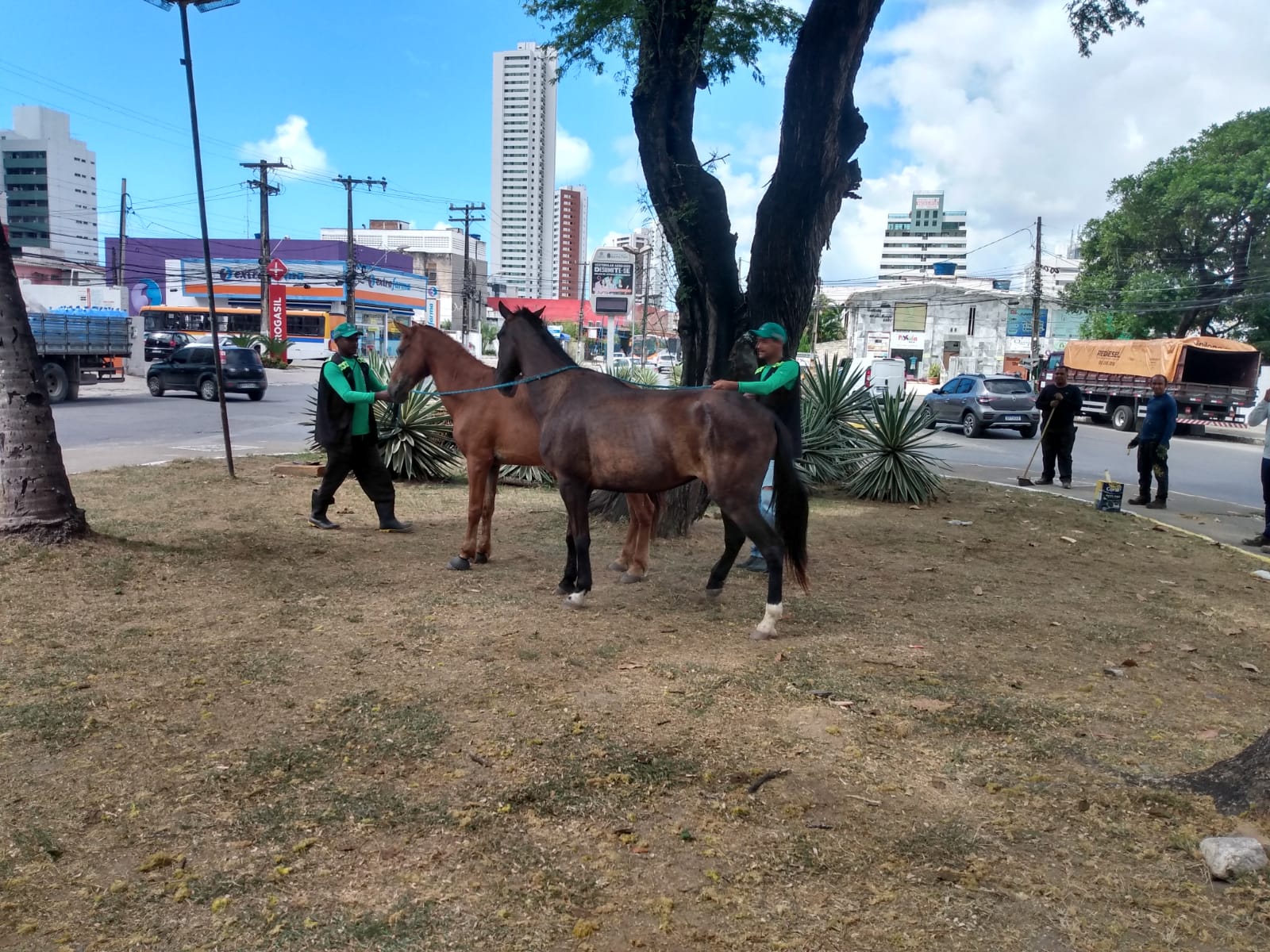 cavalos_casacaiada