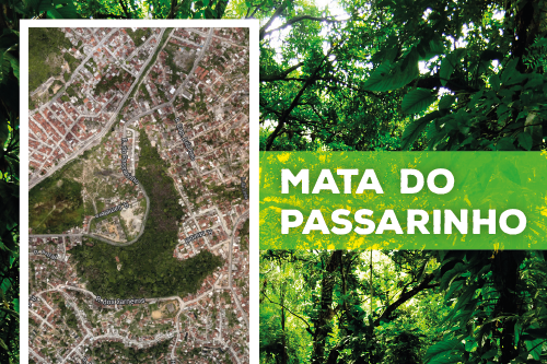 estudo-mural-mata-passarinho---03-12-2014-(portal)