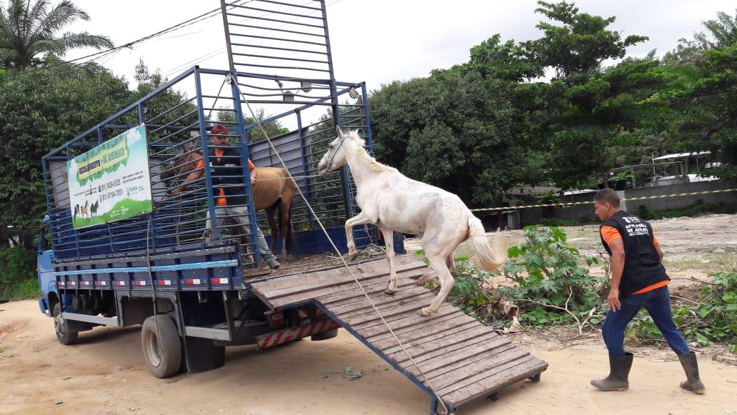 cavalo3